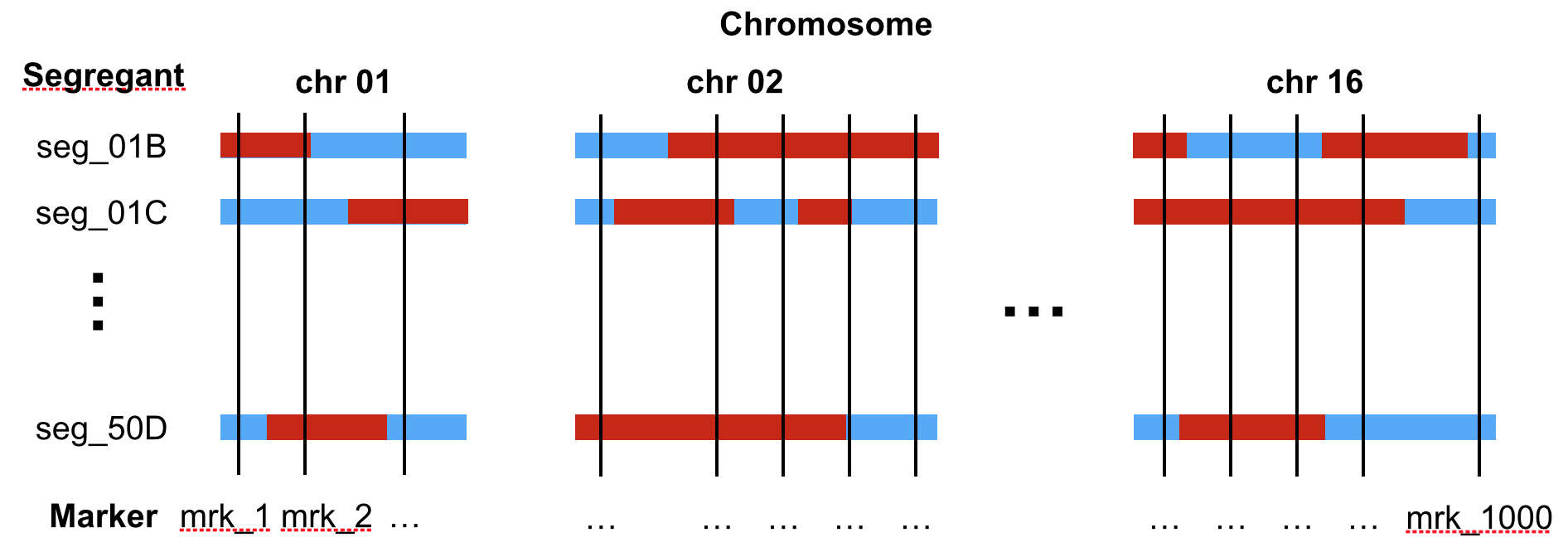 Sketch of the genotype of segregants (rows) across the 16 chromosomes. The genotypes are provided at 1,000 genomic positions (called markers, vertical line). The colors indicate the genotype (blue: Lab strain, red: Wild isolate).