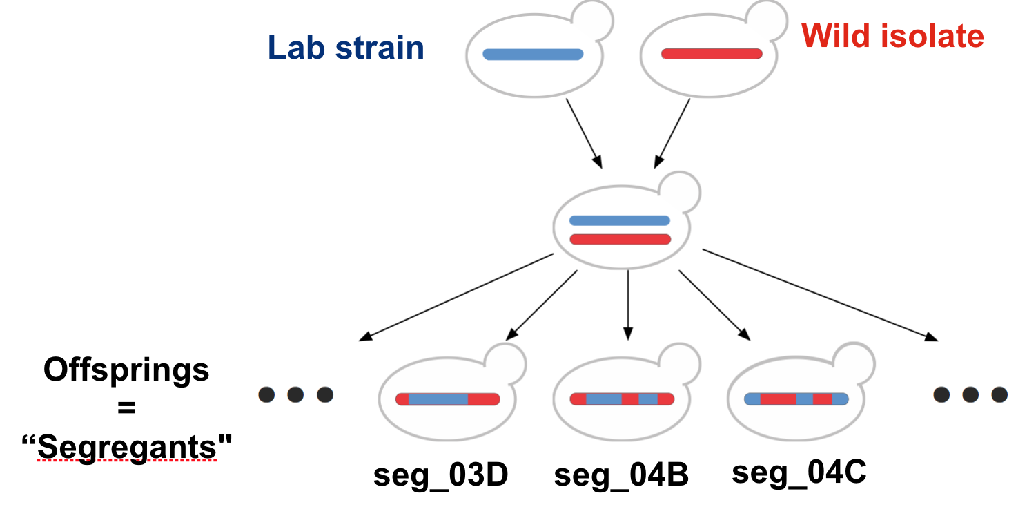 Cross of the lab strain and wild isolate. Meiotic recombination implies that chromosomes of the offsprings consist of alternated segments inherited from either parent.